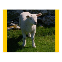Lamb Post Cards