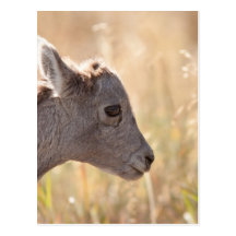 Lamb Postcards