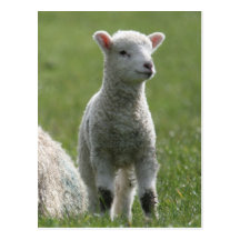 Lamb Postcards