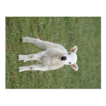 Lamb Postcards