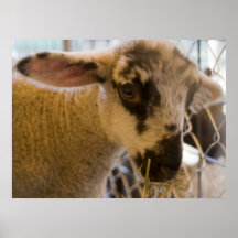 Lamb Poster