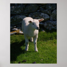 Lamb Print