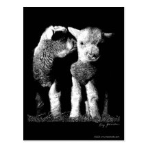 Lambs Postcard