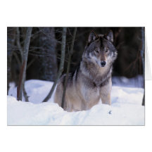 L'Amérique du Nord, Canada, Canada oriental, loup  Carte De Vœux