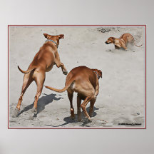 L'amusement de Ridgebacks à la plage - adaptée aux Posters