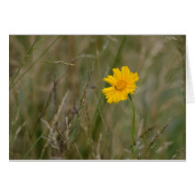 Lanceleaf Coreopsis Card