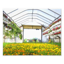 Land of Poppies Photograph