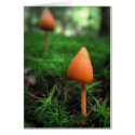Land of the Little People cards