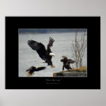 LANDING BALD EAGLE Photo Poster