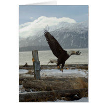 Landing Eagle Card