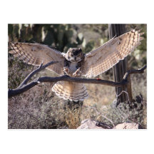Landing Great Horned Owl Post Cards