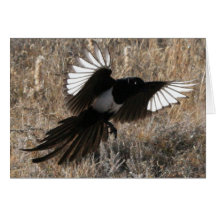 Landing Magpie Card