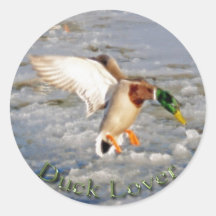Landing Mallard Duck Drake Bird Wildlife Sticker