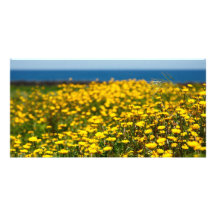 Landscape with daisies photo card