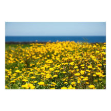 Landscape with daisies photograph