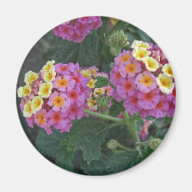 Lantana 1 refrigerator magnets