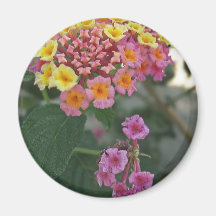 Lantana 2 refrigerator magnet