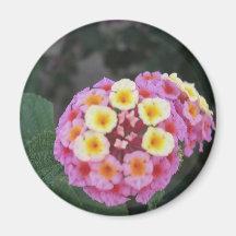 Lantana 3 refrigerator magnets