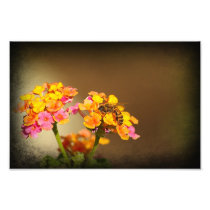 Lantana and bee photographic print