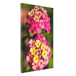 Lantana Camara Impressions Sur Toile