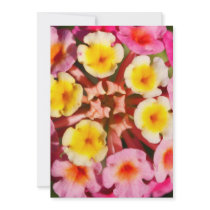 Lantana Camara