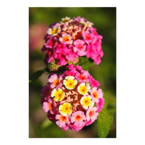 Lantana Camara Photo Art