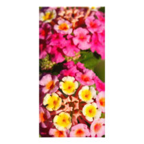 Lantana Camara