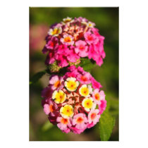 Lantana Camara
