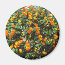 Lantana Camara (Yellow Sage) Pink flowers Magnets