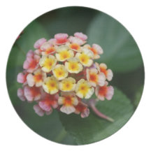 Lantana Dinner Plate
