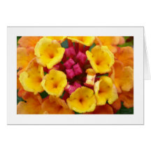 Lantana Flower II - Bordered Cards