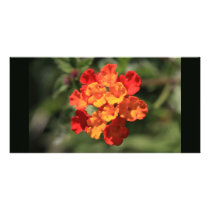 Lantana Flower Photo Cards