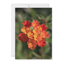 Lantana Invitation Cards