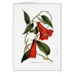 Lapageria rosea cards
