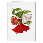 Lapageria rosea.(Chilean bellflower) Card