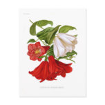 Lapageria rosea.(Chilean bellflower) Post Cards