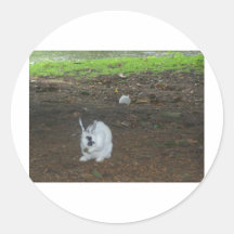 Lapin belge autocollants
