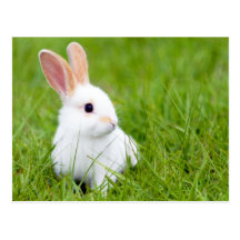 Lapin blanc carte postale