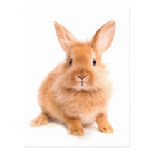 Lapin Cartes Postales