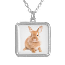 Lapin Colliers