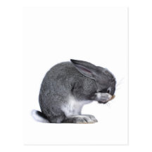 Lapin de désespoir carte postale