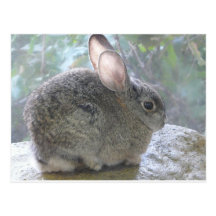 lapin de lapin carte postale