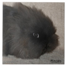 Lapin noir de Lionhead Carreau En Céramique