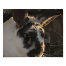 Lapin Photographe