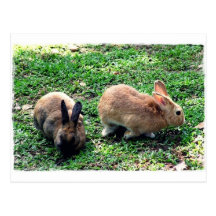 . Lapins. Cartes Postales