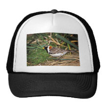 Lapland Longspur Trucker Hat