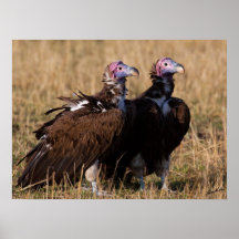 Lappet-faced Vultures Posters
