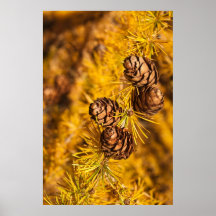 Larch Tree Cones Poster