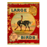 Large Birds Postcard