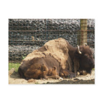 Large Brown Bison At Rest In Zoo America, Hershey, Postcard